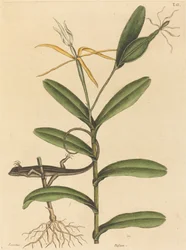 Die Lyon-Eidechse (Lacerta 6-lineata)