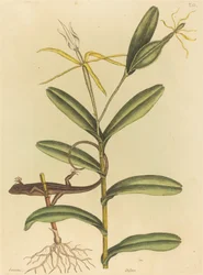 Die Lyon-Eidechse (Lacerta 6-lineata)