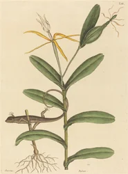 Die Lyon-Eidechse Lacerta 6-lineata, veröffentlicht 1731-1743