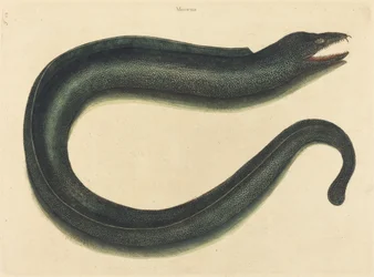 Die Muräne (Muraena helena)