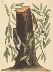 Der Kleiber (Sitta Europaea)