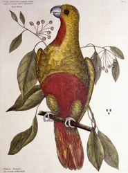 Der Paradiesvogel, 1771
