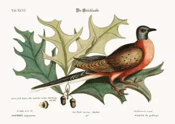 Die Taube der Passage, 1749-73