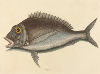 Der Porgy (Sparus chrysops)
