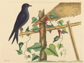 Die Purpurschwalbe (Hirundo purpurea)
