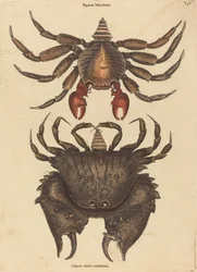 Der rotgefleckte Felsenkrabbe