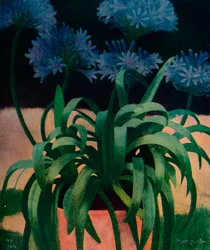 Agapanthus, 1914, ca. 1932