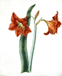 Amaryllis, um 1790