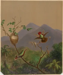 Brasilianische Kolibris III