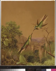 Brasilianische Kolibris IV