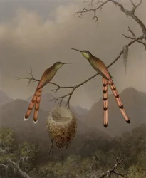 Zwei Kolibris mit ihren Jungen