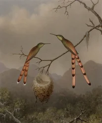 Zwei Kolibris mit ihren Jungen
