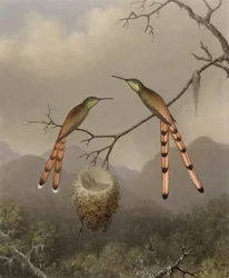 Zwei Kolibris mit ihren Jungen
