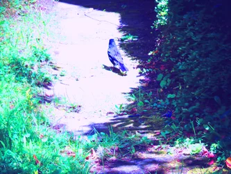 Amselspaziergang im Juli