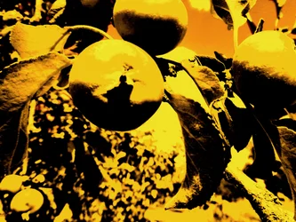 Apfelbaum