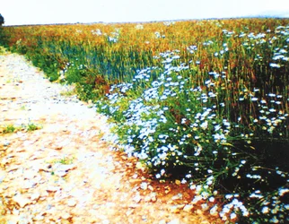 Feldweg