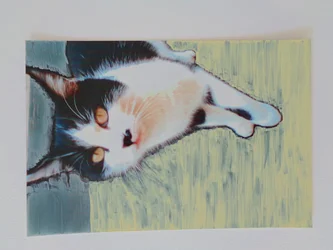 Katze