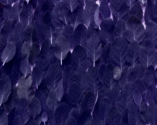 Salbei