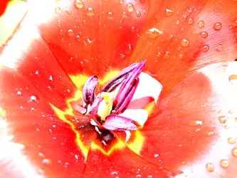 Tulpe