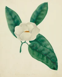 Magnolie