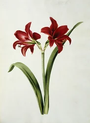 Rote Amaryllis