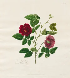 Eine Sammlung von Rosen aus der Natur: Dunkle China-Rose, 1799