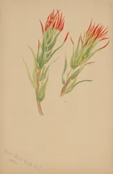 (Ohne Titel--Pflanzenstudie)