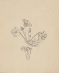 (Ohne Titel--Pflanzenstudie)