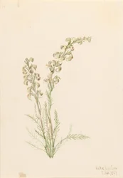 Alpines Farnleben (Pedicularis contorta)