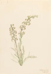 Alpen-Farnkraut Pedicularis contorta, 1907