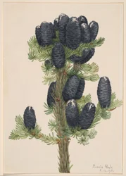 Alpen-Tanne (Abies lasiocarpa)