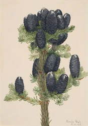 Alpen-Tanne Abies lasiocarpa