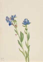 Alpen-Vergissmeinnicht (Myosotis alpestris)