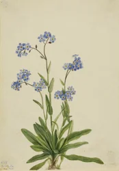 Alpen-Vergissmeinnicht (Myosotis alpestris)