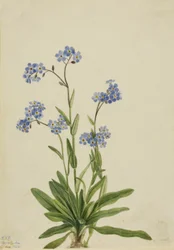 Alpen-Vergissmeinnicht Myosotis alpestris, 1924