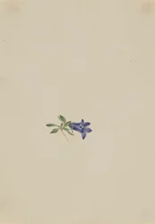 Alpen-Glockenblume (Campanula lasiocarpa)