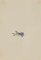 Alpen-Glockenblume Campanula lasiocarpa, n.d.