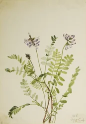 Alpen-Tragant (Astragalus alpinus)
