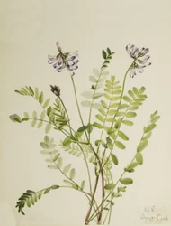 Alpen-Tragant Astragalus alpinus