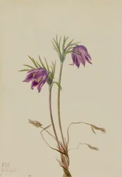 Amerikanische Küchenschelle Pulsatilla ludoviciana, 1922