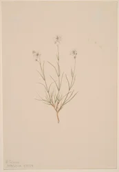 Arenaria formosa