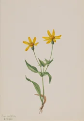 Arnika alpina, 1905