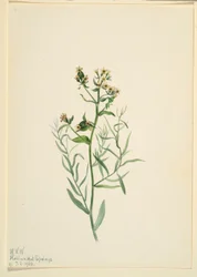 Bastard-Toadflax (Comandra pallida)