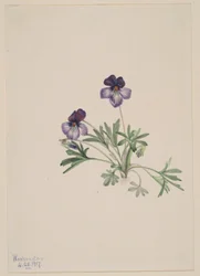 Vogel-Fuß-Veilchen (Viola pedata)