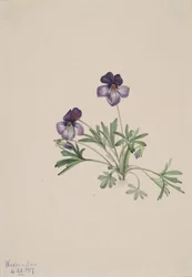 Vögelfuß-Veilchen Viola pedata, 1917