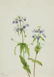Blauäugige Mary (Collinsia verna)