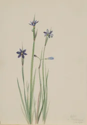 Blaue Augenlilie (Sisyrinchium angustifolium)
