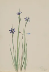 Blauäugiges Gras Sisyrinchium angustifolium, 1920