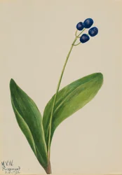 Blaue Perle (Clintonia borealis)