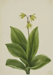 Blaue Perle (Clintonia borealis)